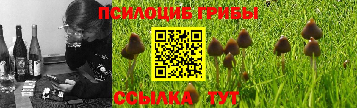 Луга  Галлюциногенные грибы Psilocybine cubensis  Вход с VPN  Псилоцибиновые грибы Psilocybe 